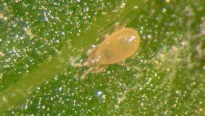 Ramped-Up Predatory Mite Production To Benefit Growers
