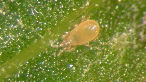 Ramped-Up Predatory Mite Production To Benefit Growers