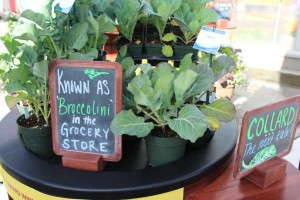 'Aspabroc' (Broccolini) from Sakata