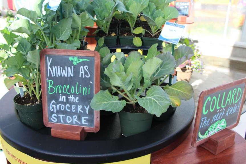 'Aspabroc' (Broccolini) from Sakata