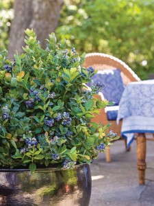 ''Peach Sorbet' blueberry from the BrazelBerries Collection