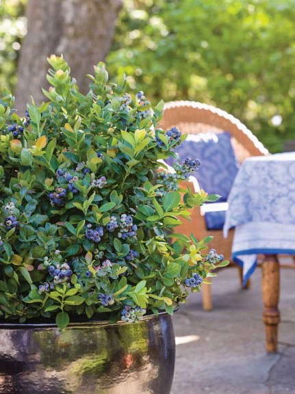 ''Peach Sorbet' blueberry from the BrazelBerries Collection