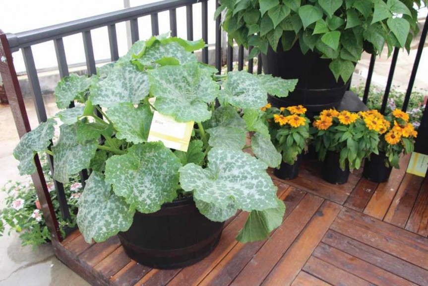 'Brice' zucchini from Syngenta Flowers