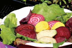 Rainbow Beet Beetroot (Thompson & Morgan)