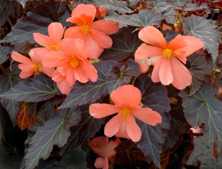 Begonia 'Cocoa Enchanted Sunrise' from Terra Nova Nurseries