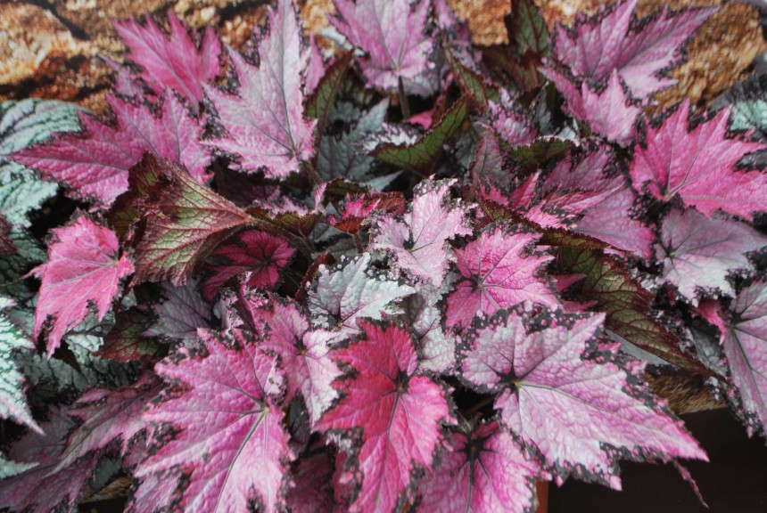 Begonia 'Jurassic Pink Shades' (Ball Horticultural Co.)