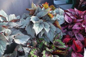 Begonia 'Shadow King Cool White' (Green Fuse Botanicals)