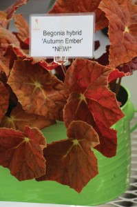Begonia ‘Autumn Ember’ (Cultivaris) 
