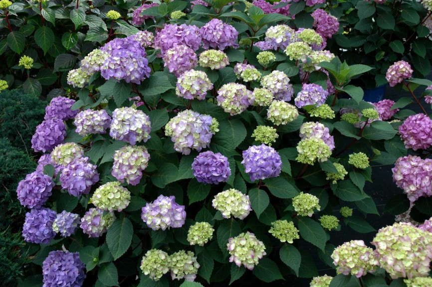 Excellence in Marketing - Endless Summer Hydrangea Collection