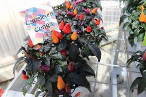 Capsicum ‘Conga’ (American Takii)