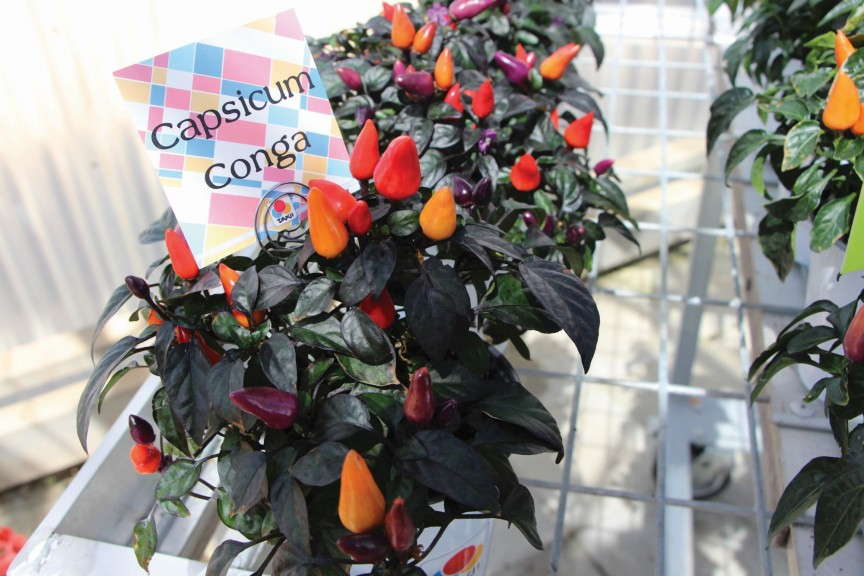 Capsicum ‘Conga’ (American Takii)