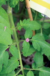 ‘Carmello’ Tomato (Syngenta Flowers)