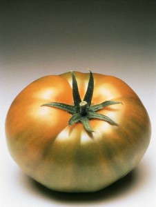 'Carmelo' tomato from Syngenta Flowers