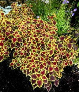 Coleus 'Flying Carpet Shocker' from Terra Nova Nurseries