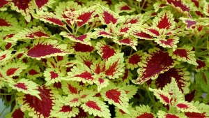 New Begonia Variety And Coleus Series, Plus Two Lobelia Reintroductions From Terra Nova Nurseries