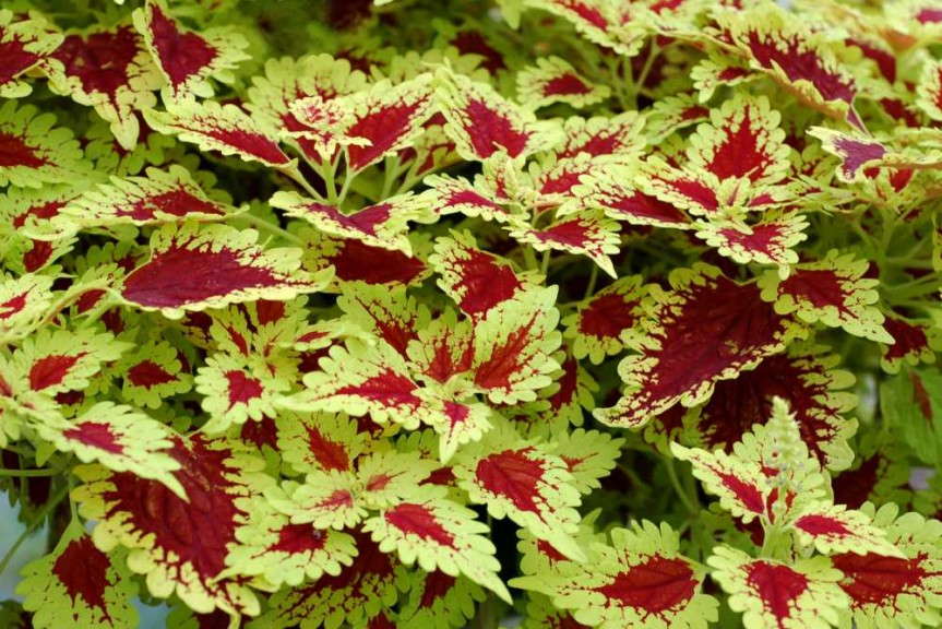 Coleus 'Flying Carpet Thriller' from Terra Nova Nurseries