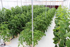 CropKing Offers Growers Workshop For Large Commercial Grower Or Backyard Hobby Grower