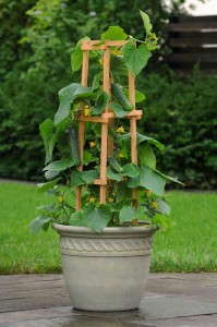 'Patio Snacker' cucumber  from PanAmerican Seed