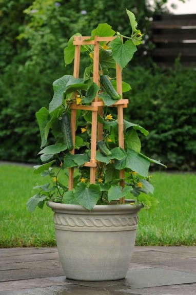 'Patio Snacker' cucumber  from PanAmerican Seed