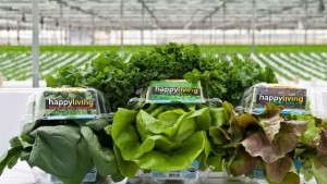 Meeting The Demand For Edibles: Go Green Agriculture Inc.