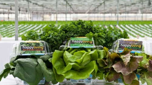 Meeting The Demand For Edibles: Go Green Agriculture Inc.
