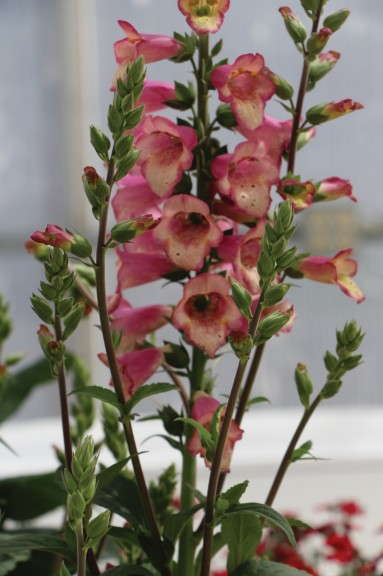 Digiplexis 'Berry Canary' (Cultivaris)