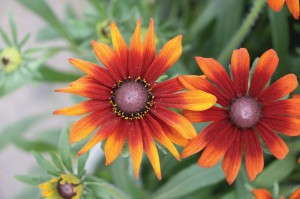 Echibeckia Summerina (Pacific Plug & Liner)
