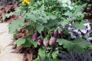 'Amethyst' eggplant from Vegetalis