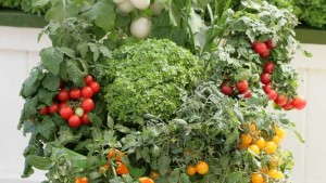 New Trends, New Crops Offer New Possibilities For Edibles