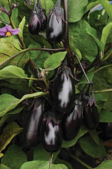 'Patio Baby' eggplant from PanAmerican Seed