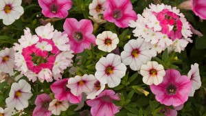 Cutting-Edge Specialty Annuals For 2015