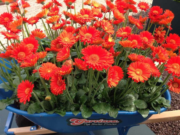 Gerbera Garvinea series (Florist Holland)