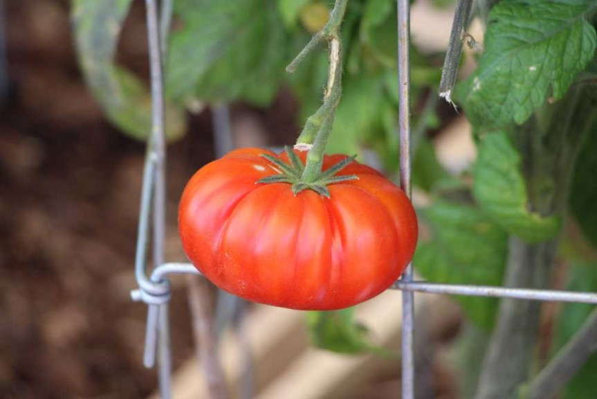'Heirloom Marriage Genuwine' tomato from PanAmerican Seed