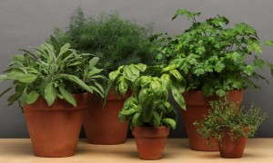 SimplyHerbs from PanAmerican Seed