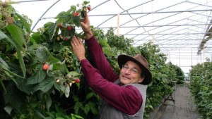 Meeting The Demand For Edibles: High Meadows Farm