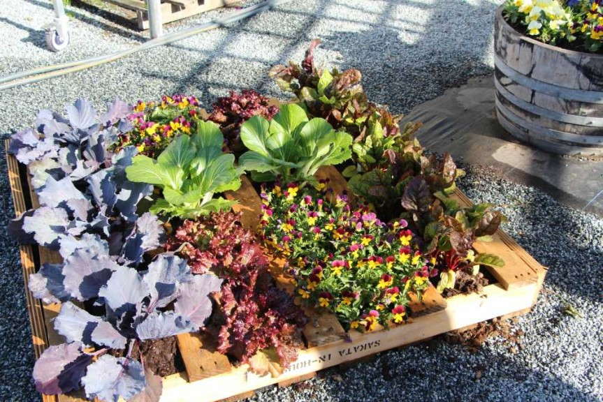 Pallet garden from Sakata
