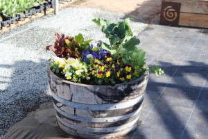 Wooden barrel container garden from Sakata