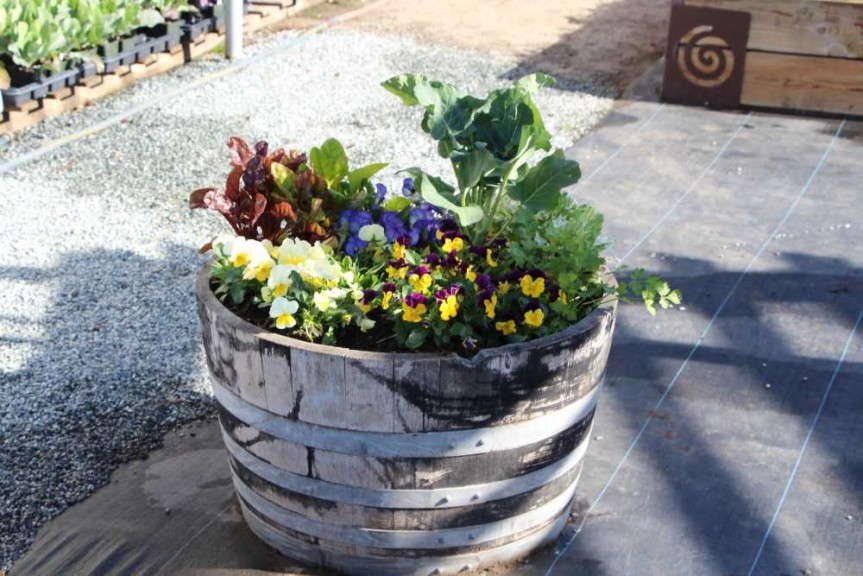 Wooden barrel container garden from Sakata