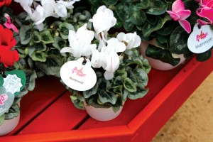 Cyclamen Rembrandt Series (Schoneveld Breeding)