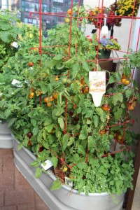 'Indigo Fireball' tomato Burpee Home Gardens
