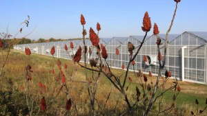 Henry Mast Greenhouses Nominated As 2014 Finalist For Operation of The Year