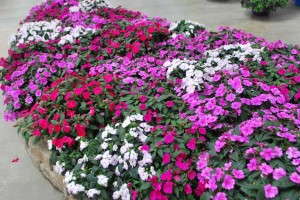 Impatiens Bounce series (Ball Horticultural Co.)