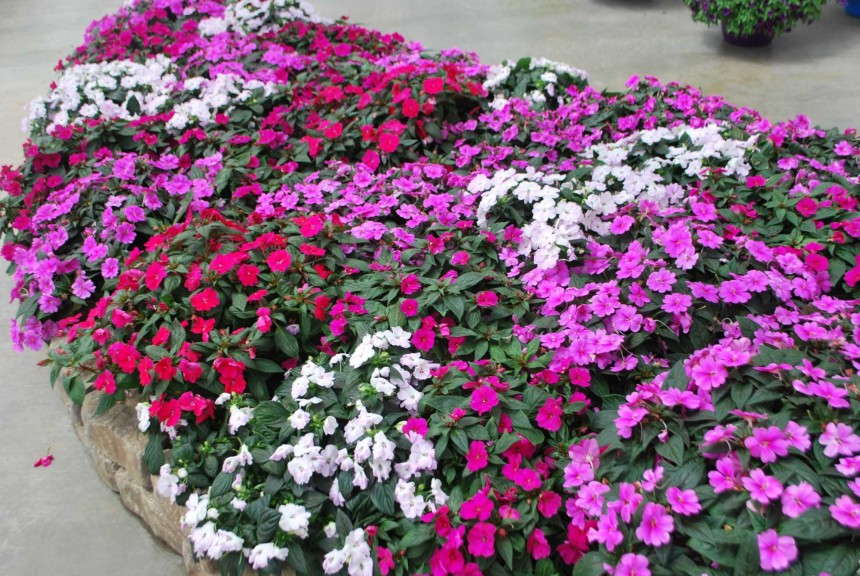 Impatiens Bounce series (Ball Horticultural Co.)