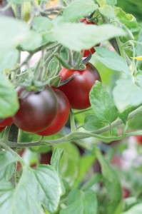 Indigo Tomato Collection (Burpee Home Gardens)