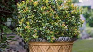 Fall Creek Farm And Nursery’s Brazelton Berries Tailored For Backyard Growing