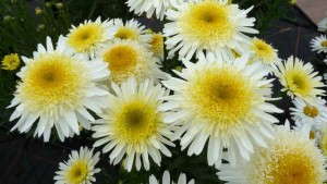 PlantHaven Introduces Leucanthemum ‘Real Glory’