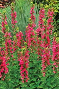 Lobelia 'Monet Moment' from Terra Nova Nurseries