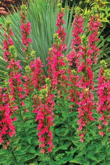 Lobelia 'Monet Moment' from Terra Nova Nurseries