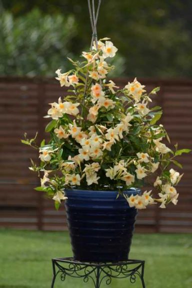Mandevilla ‘Sun Parasol Apricot’ (Suntory Flowers)