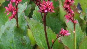 New Genus Sneak Peek From Terra Nova Nurseries, Mukgenia Nova ‘Flame’